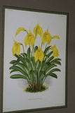 Lindenia Limited Edition Print Masdevallia Triangularis & Ludibunda (Yellow, Magenta and White) Orchid Art
