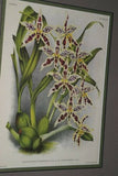 Lindenia Limited Edition Print: Odontoglossum Pescatorei Var Lindenianum (Pink and White) Orchid Collectible (B2)