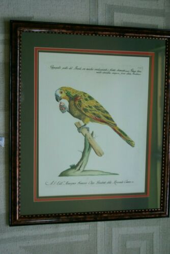 Rare Archival Art by Saverio Manetti (16 C.) Very Limited Edition Folio Lithograph of Parrot professionally framed in hand painted signed frame with  x3 acid free mats 21,5