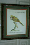 Rare Archival Art by Saverio Manetti (16 C.) Very Limited Edition Folio Lithograph of Parrot professionally framed in hand painted signed frame with  x3 acid free mats 21,5" X 18,75" Magnificent plate from The Natural History of Birds DESIGNER ART
