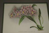 Lindenia Limited Edition Print Odontoglossum Crispum Var Graireanum (Magenta) Orchid Art (B5)