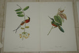 VERY RARE 1960 Rare Descourtilz Limited Edition Original Folio Lithograph Brazilian Bird Plate 29 White-Capped Tanager or Euphone a Diademe