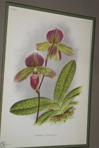 Lindenia Limited Edition Print: Paphiopedilum, Cypripedium x Lawrebel, Lady Slipper (Magenta) Orchid  Collector Art (B3)