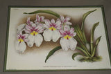 Lindenia Limited Edition Print: Miltonia Spectabilis Var Lineata (White and Magenta) Orchid Collector Art (B1)