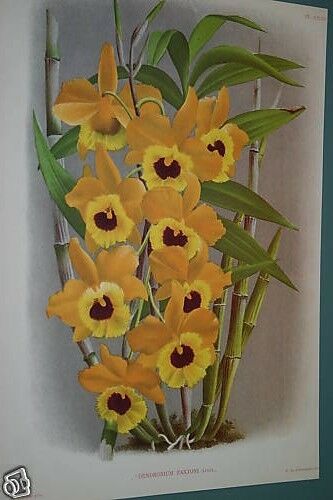Lindenia Limited Edition Print: Dendrobium Paxtoni (Yellow and Purple) Orchid Collectible Art (B2)