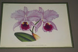 Lindenia Limited Edition Print: Cattleya x Hardyana Var Laversinensis (Pink, Magenta, Yellow and Orange) Orchid Collector Art (B2)