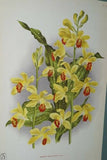 Lindenia Limited Edition Print: Your Choice of ANY of the 3 Galeandra Devoniana