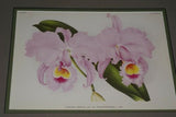 Lindenia Limited Edition Print: Cattleya Mossiae Mendeli Orchid (Pink with Yellow and Fushia Center) Collector Art (B3)