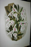 Lindenia Limited Edition Print: Cyrtopodium Punctatum (Yellow and Red) Orchid Collector Art (B3)