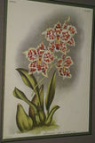 Lindenia Limited Edition Print: Odontoglossum Ruckerianum Rchb F Var Gournayanum (White, Purple and Yellow) Orchid Art (B5)