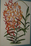 Lindenia Limited Edition Print: Vanda Tricolor Var Tenebrosa (Magenta, White and Yellow) Orchid Collector Art (B5)