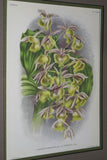 Lindenia Limited Edition Print: Catasetum x Spendens Cogn Var Lansbergeanum L Lind (White, Yellow, Sienna and Pink) Orchid Collector Art (B4)