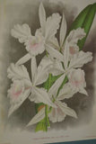 Lindenia Limited Edition Print: Cattleya Gibeziae (White) Orchid Collector Art (B1)