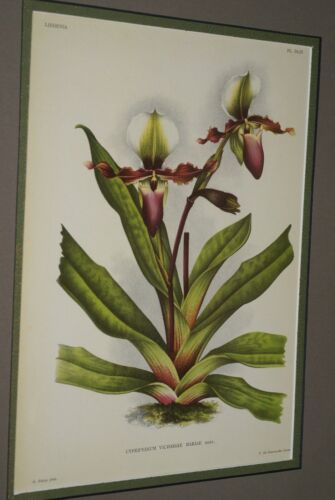 Lindenia Limited Edition Print: Paphiopedilum, Cypripedium Victoriae Mariae, Lady Slipper (Maroon) Orchid Collector Art (B4) Paphiopedilum