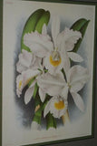 Lindenia Limited Edition Print: Cattleya Gibeziae (White) Orchid Collector Art (B1)