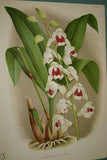 Lindenia Limited edition Print: Cirrhopetalum Amesianum (White and Fushia) Orchid Collectible (B3)