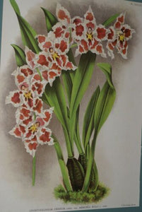 Lindenia Limited Edition Print: Odontoglossum Crispum Var Memoria Bulli (White, Red and Yellow) Orchid Collector Art (B5)