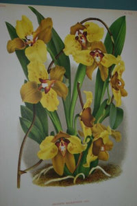 Lindenia Limited Edition Print: Oncidium Macranthum (Yellow and Sienna) Orchid Club Society Collectible (B1)