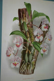 Lindenia Limited edition Print: Aganisia Cyanea Orchid (Magenta and White) Collectible Art (B1)