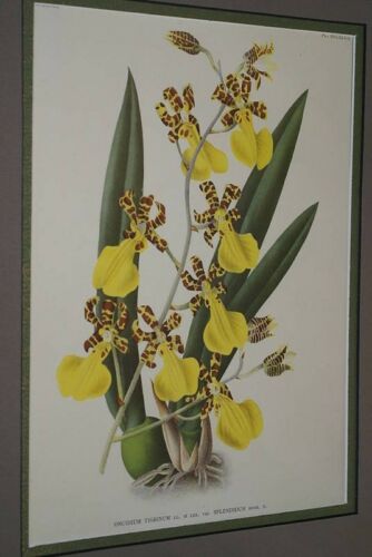 Lindenia Limited Edition Print: Oncidium Tigrinum Var Splendidum (Yellow with Speckled Sienna) Orchid Collector Art (B5)