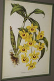 Lindenia Limited Edition Print: Dendrobium Atroviolaceum Rolfe (Multi-colored) Orchid  Collector Art (B4)