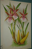 Lindenia Limited Edition Print: Miltonia Vexillaria Benth Var Kirsteiniae L. Lind (White, Magenta and Yellow) Orchid Collector  Art