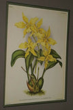 Lindenia Limited Edition Print: Oncidium Sarcodes (Yellow and Orange) Collectible Art (B2)
