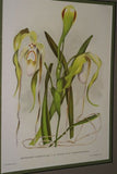Lindenia Limited Edition Print: Paphiopedilum, Cypripedium Sallieri, Lady Slipper (Yellow and Sienna) Orchid Collector Art (B1)