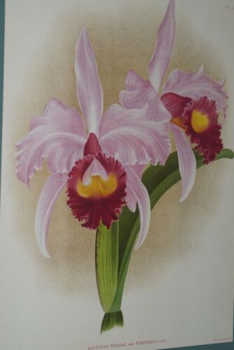 Lindenia Limited Edition Print: Cattleya Trianae Var Purpurata (Pink and Magenta) Orchid Art (B2)