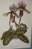 Lindenia Limited Edition Print: Paphiopedilum Cypripedium Insigne Wall Var Nobilius L Lind, Lady Slipper (White, Yellow and Sienna) Orchid Collector Art (B5)