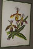Lindenia Limited Edition Print: Paphiopedilum, Cypripedium x Wincqzianum L. Lind, Lady Slipper (Magenta) Orchid Collector Art (B4)