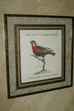 UNIQUE 24"X 19” 1955 GOULD TROGON TEMNURUS BIRD FOLIO LITHOGRAPH FRAMED IN SIGNED ARTIST HAND PAINTED FRAME WITH 4 MATS TO ENHANCE THE ART WITHIN GORGEOUS DFPN83B DESIGNER WALL ART DÉCOR
