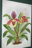 Lindenia Limited Edition Print: Paphiopedilum, Cypripedium Microchilum, Lady Slipper (White) Orchid Collector Art (B1)