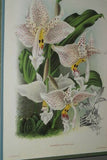 Lindenia Limited Edition Print: Stanhopea Eburnea Lindl (White) Orchid Collector Art (B2)