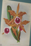 Lindenia Limited Edition Print: Cattleya x Hardyana Hort Var Reginae L Lind (White and Magenta) Orchid Collectible Art (B4)
