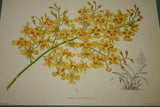 Lindenia Limited Edition Print: Oncidium Aurosum (Yellow and Orange) Orchid Collectible Art AOS (B2)