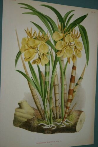 Lindenia Limited Edition Print: Yellow Galeandra Flaveola Orchid Collector Art (B1)