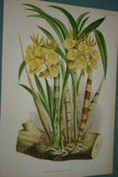 Lindenia Limited Edition Print: Yellow Galeandra Flaveola Orchid Collector Art (B1)