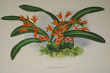 Lindenia Limited Edition Print: Acanthephippium Mantinianum L Lind Et Cogn (Yellow and Red)  Orchid Collector Art (B4)