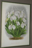 Lindenia Limited Edition Print: Masdevallia Macrura (Yellow and Sienna) Orchid Collectible Art (B1)