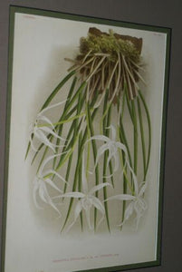 Lindenia Limited Edition Print: Brassavola Cucullata Var Cuspidata (White) Orchid Collector Art (B1