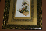 25,5"X 20,5” 1948 GOULD  TOUCANET  BIRD FOLIO LITHOGRAPH FRAMED IN SIGNED DETAILED ARTIST HAND PAINTED FRAME AND 2 MATS TO ENHANCE THE ART WITHIN GORGEOUS DFPN88 DESIGNER WALL ART DÉCOR