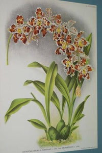 Lindenia Limited Edition Print: Odontoglossum x Adrianae Var Leopardinum (White, Yellow and Magenta)  Orchid Art (B5)