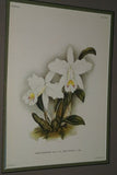 Lindenia Limited Edition Print: Laelia Preaestans Rchb F Var Alba Oculata L Lind (White) Orchid Collector Art (B5)