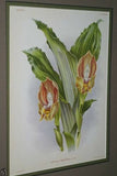 Lindenia Limited Edition Print: Anguloa Uniflora (White) Orchid Collector Art (B1)