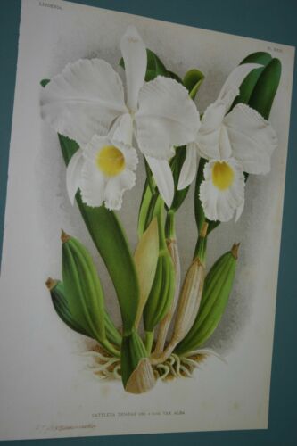 Lindenia Limited Edition Print: Cattleya Trianae Var Alba (White with Yellow Center) Orchid Collector Art (B1)