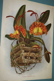 Lindenia Limited Edition Print: Oncidium Sarcodes (Yellow and Orange) Collectible Art (B2)