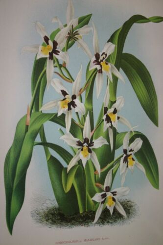 Lindenia Limited Edition Print: Odontoglossum Maxillare (White with Black and Yellow Center) Orchid Collector Art (B2)