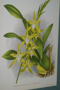 Lindenia Limited Edition Print: Odontoglossum Cordatum Var Aureum (Yellow and White) Orchid Collector Art (B3)