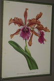 Lindenia Limited Edition Print: Schomburgkia Humboldti Rchb (White with Magenta) Orchid Collector Art (B5)